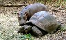 LA Times - Owen the hippo adopts tortoise as mum