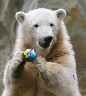 Berlin zoo puts star polar bear Knut on a diet